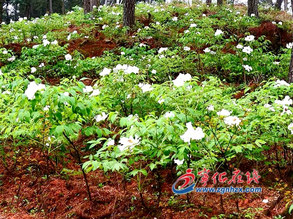 寧化城郊鎮百畝油用牡丹如期盛開