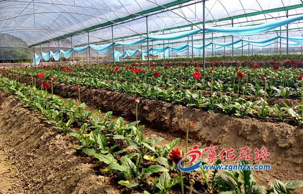 寧化縣安樂鎮(zhèn)：洋坊花卉種植忙