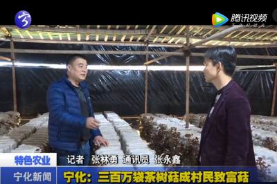 寧化：三百萬袋茶樹菇成村民致富菇