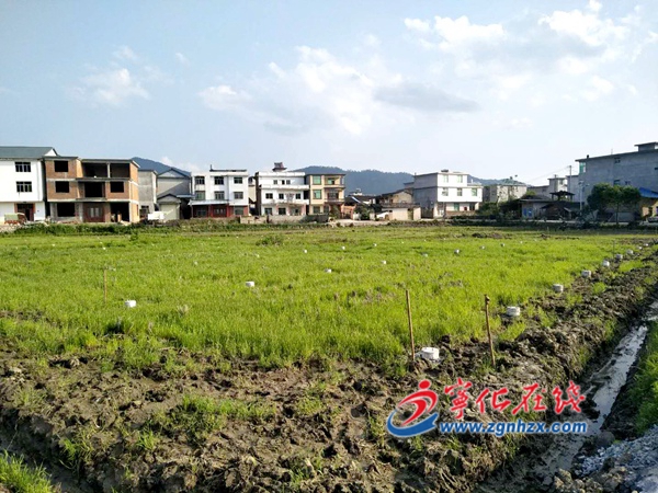 寧化湖村鎮：軒源智能溫控大棚加快建設