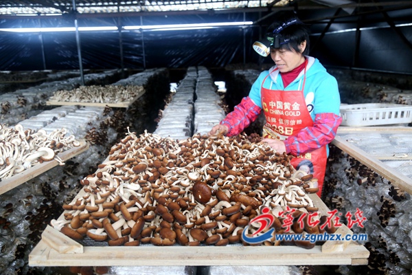 寧化城南：茶樹菇豐收