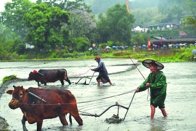 龍巖：百年古村鬧春耕