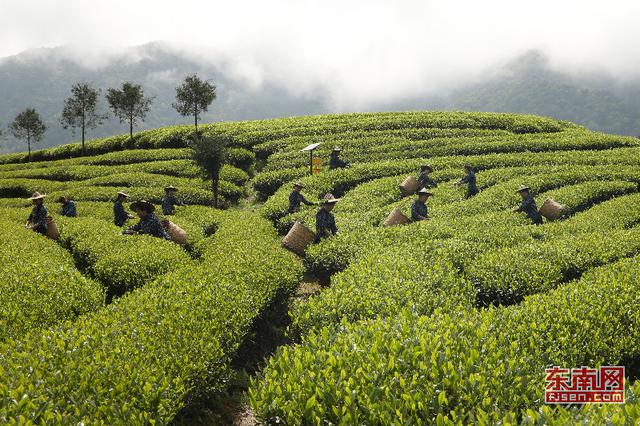 武夷山朝陽茶農祭茶喊山開采 