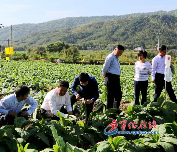 中國農業科學院煙草研究所調研組來寧化調研