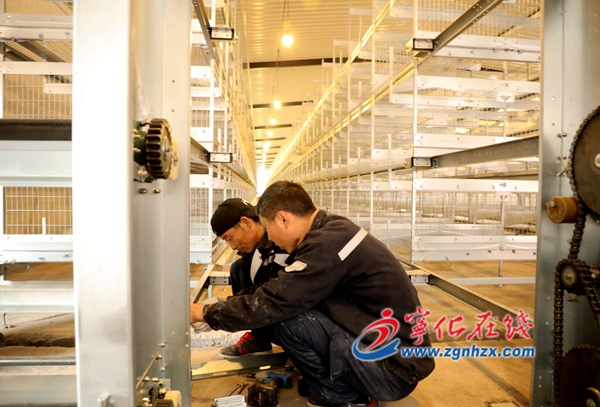 寧化：蛋雞生態養殖項目進展順利