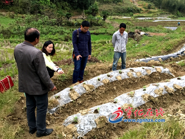 寧化：專家助力6000畝朝天椒移栽工作