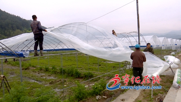 寧化安樂：建設花卉基地