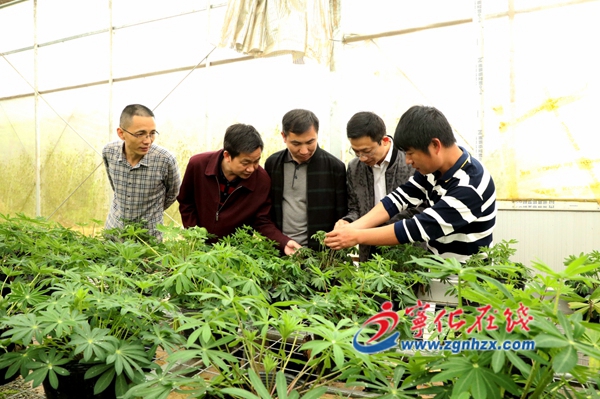 寧化：技術人員指導花農助豐收