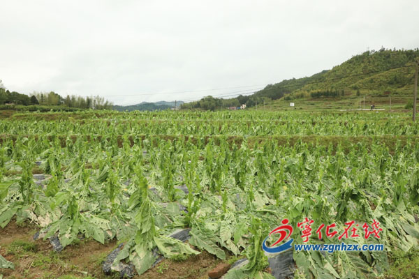 寧化遭遇極端天氣襲擊 泉上2300畝農作物受災