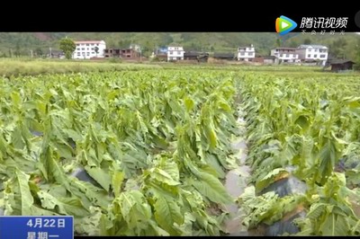 遭遇極端天氣襲擊 泉上2300畝農(nóng)作物受災(zāi)