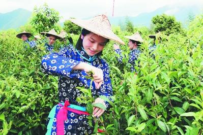 2019安溪開茶節(jié)舉行