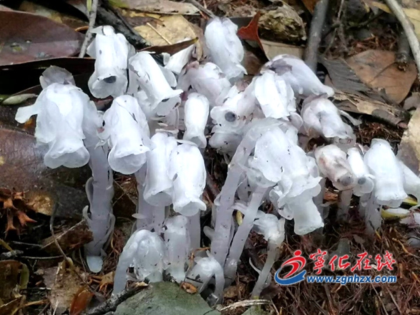 寧化縣發現大面積珍稀野生植物水晶蘭