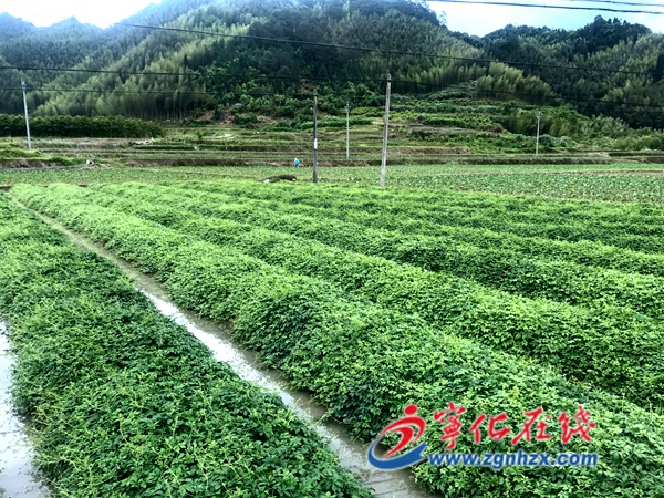 寧化安樂鎮：七葉膽喜獲豐收