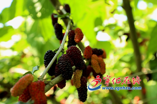 寧化：桑葚熟了 游客樂采摘