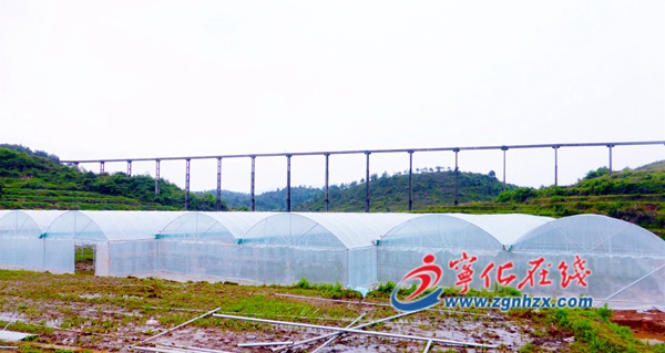 寧化淮土：蔬菜大棚春意濃