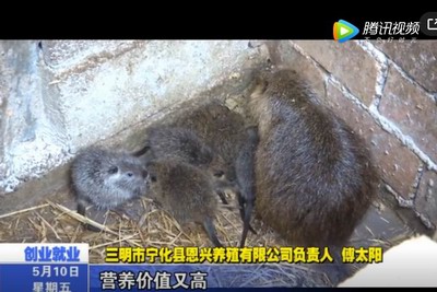 寧化村民傅太陽的養(yǎng)“鼠”記