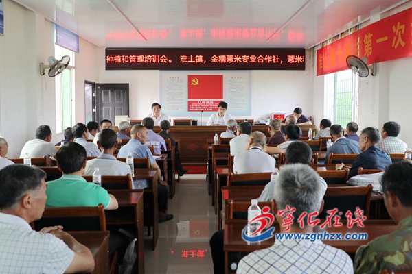 淮土金糯薏米合作社推行薏米標(biāo)準(zhǔn)化種植