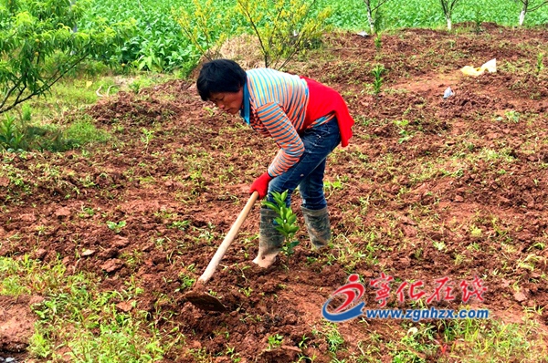 寧化淮土鎮(zhèn)種植臍橙七百余畝