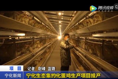 寧化生態(tài)集約化蛋雞生產(chǎn)項目投產(chǎn)