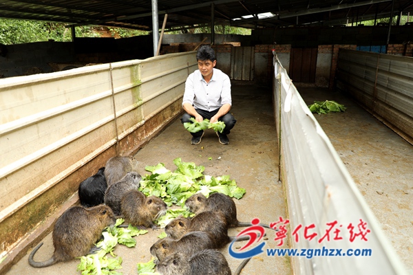 海貍鼠落戶寧化