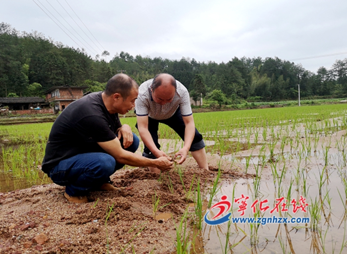 寧化:農技人員為災后恢復生產“把脈”