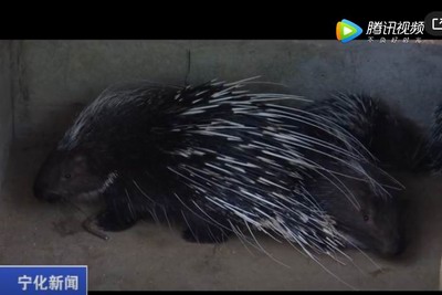 寧化：豪豬拱開致富門