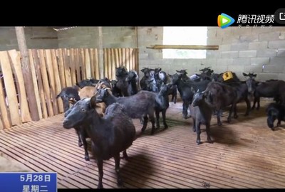 濟村鄉：高山養殖黑山羊 致富路上喜洋洋