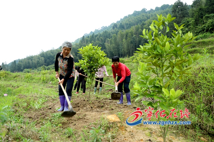 寧化：打造臺灣水果示范基地
