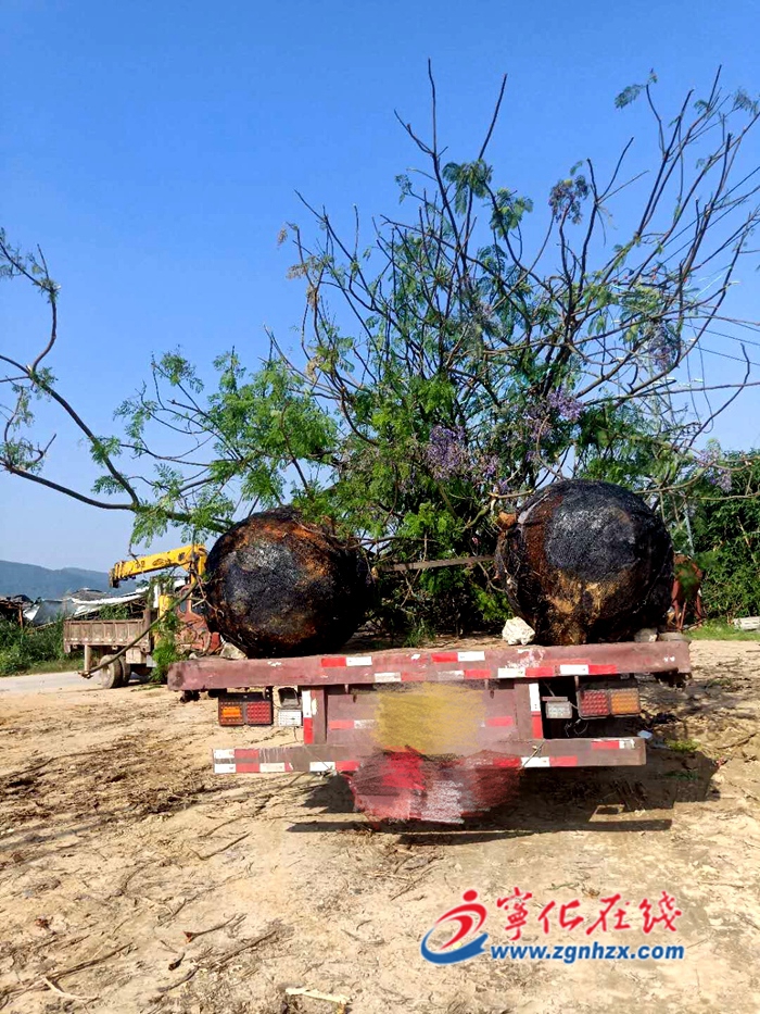 寧化查處涉林案件9起