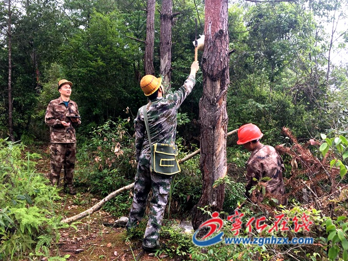 寧化清理非法采割松脂林地面積千余畝