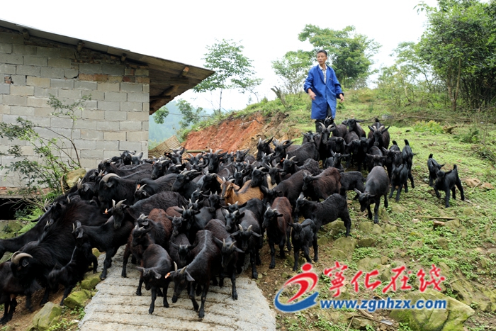 寧化：高山之上的“羊”財夢