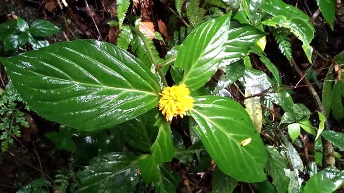 寧化縣發現福建植物新記錄種落地梅