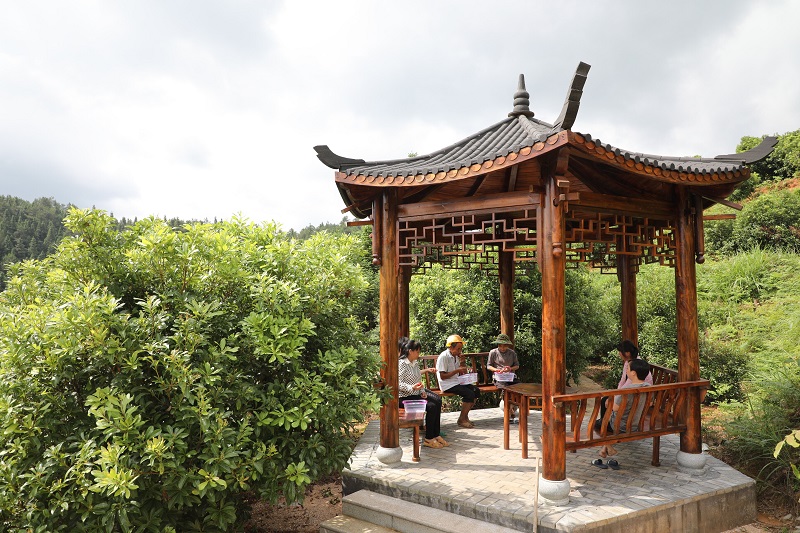 寧化：福樂種養基地楊梅熟了