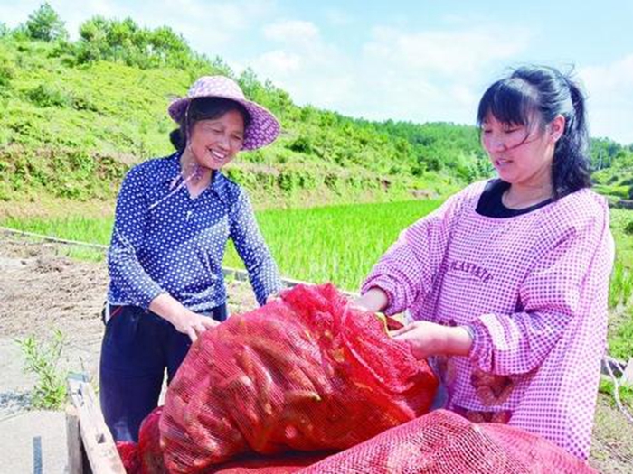 寧化縣淮土鎮(zhèn)：紅土地上“鏗鏘玫瑰”再放異彩