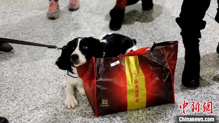 一只狗狗的“逆襲”之路：“流浪汪”成海關工作犬