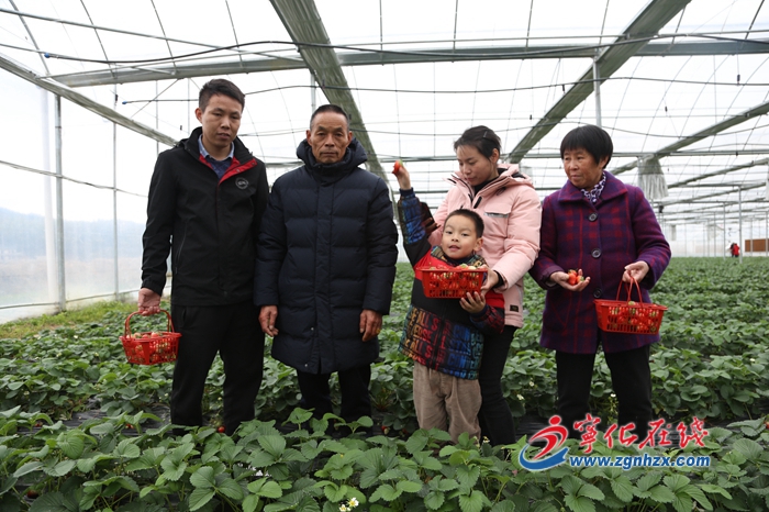 【新春走基層】寧化湖村鎮(zhèn)：“紅顏”草莓誘客來(lái)