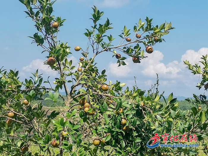 寧化湖村鎮(zhèn)：千畝毛豆喜獲豐收
