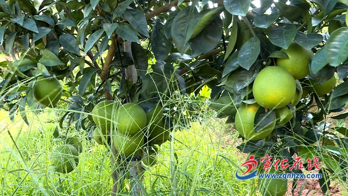 寧化淮土鎮(zhèn)：發(fā)展臍橙產(chǎn)業(yè) 擴寬致富之路