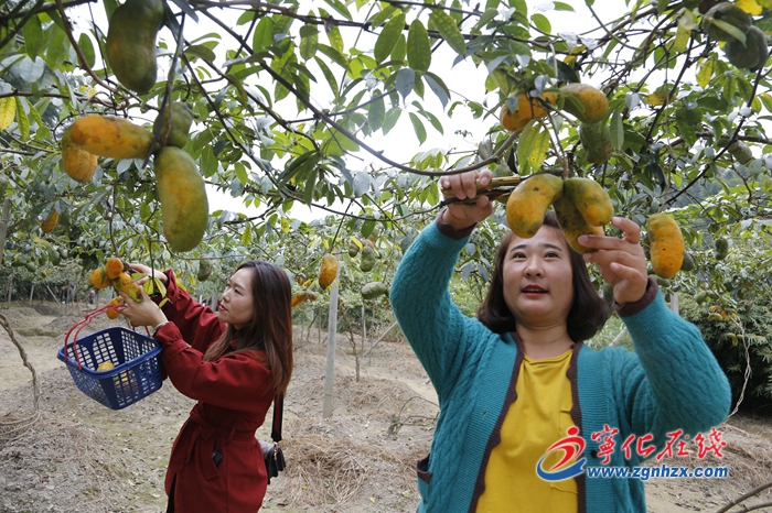 【鄉村振興】寧化：野果“家養”成增收致富果