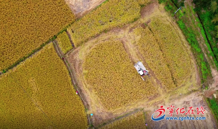 【滿意在三明】寧化:谷子收割機械化 農民豐收樂開花