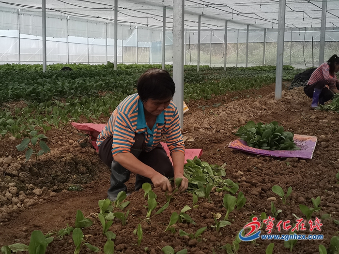 【鄉(xiāng)村振興】寧化安樂鎮(zhèn):多肉種植基地生產(chǎn)忙