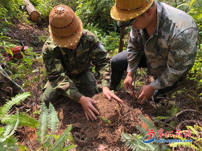 寧化國有林場開展松材線蟲病預防性除治工作