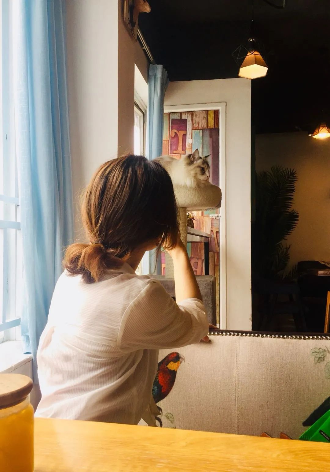 吸貓成癮，養(yǎng)貓“致貧”？年輕人催熱“貓咪經(jīng)濟(jì)”