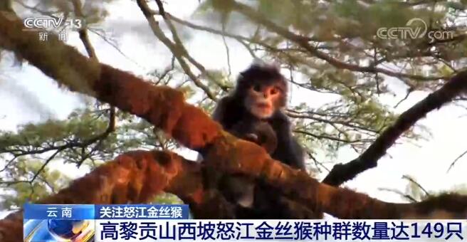 被列為極度瀕危物種 我國境內(nèi)怒江金絲猴數(shù)量增至200余只