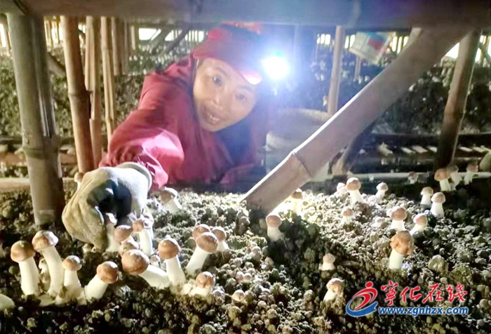【鄉村振興】寧化泉上鎮：小小姬松茸，撐起“致富傘”
