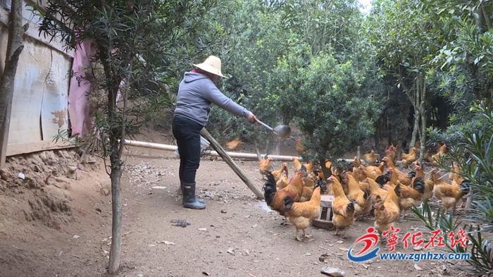 寧化：抓住“雞”遇 脫貧致富