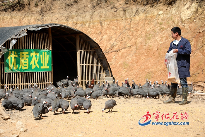 寧化：嚴(yán)把養(yǎng)殖業(yè)“防疫關(guān)”，拓寬銷售渠道