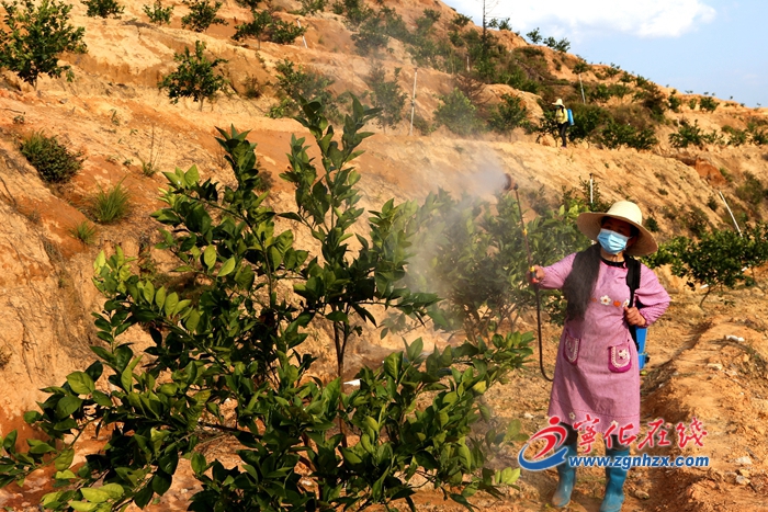 寧化方田鄉：果農春季施肥忙