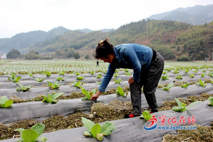 寧化畬鄉(xiāng)：奏響復(fù)工復(fù)產(chǎn)進(jìn)行曲