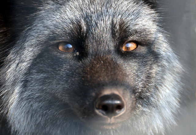 迷茫的野生動物養(yǎng)殖產業(yè)：1400萬從業(yè)者何處去